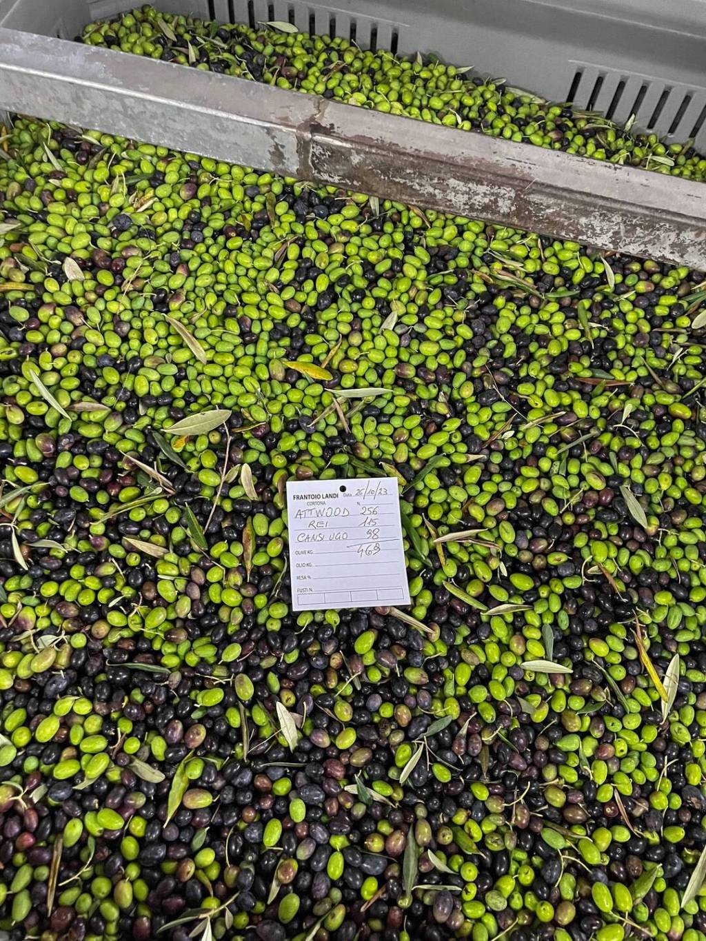 Raccogliere Olive in Toscana